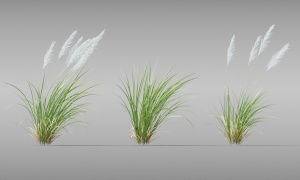 野外植物3D模型设计