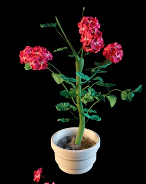 盆栽花卉3D模型设计