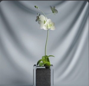 3D植物盆栽模型效果图