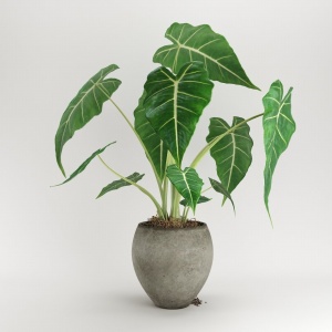 室内绿植盆栽3D模型下载
