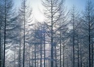 冰天雪地 495