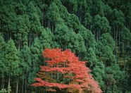 枫叶图片