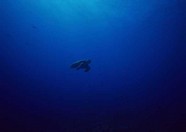 海底世界 151
