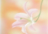 花草特写 146