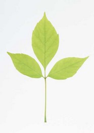 花草特写 1892