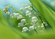 花草特写 600