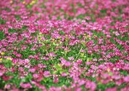 万千花卉 558
