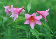 万千花卉 646