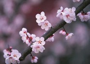 万千花卉 684
