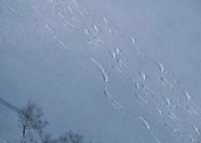 滑雪图片