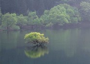 绿树山水 223