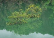 绿树山水 224