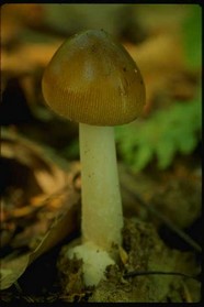 蘑菇图片