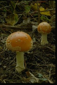 蘑菇图片