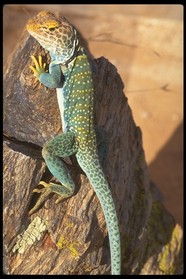 沙漠风光 37