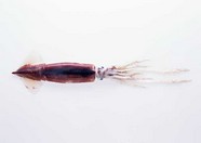 水生物 282