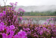 桃花风景图片下载