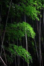 竹林风光素材图片下载