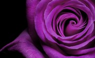 紫色玫瑰花图片下载