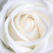白色玫瑰花图片下载