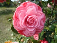 【亿万僵尸（They Are Billions）资源建筑无间隔收集范围扩大MOD 】亿万僵尸（They Are Billions）资源建筑无间隔收集范围扩大MOD