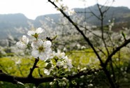 高清李花素材图片下载