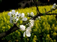 高清李花素材图片下载