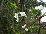 高清李花素材图片下载