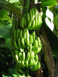 高清香蕉素材图片下载