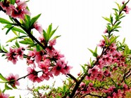 高清桃花素材图片下载