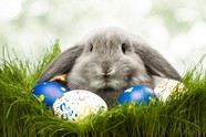 高清彩蛋兔子图片下载