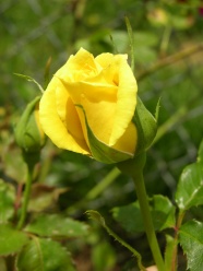 高清黄色玫瑰图片下载