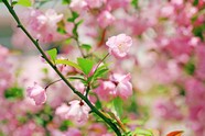 高清粉色海棠花图片