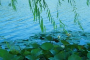 高清湖边风景图片下载