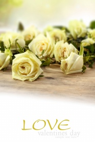 白色的玫瑰花图片下载