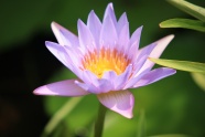 紫色的花图片下载