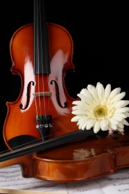 小提琴鲜花图片下载