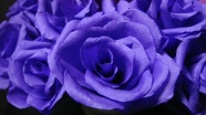 紫色玫瑰花图片下载