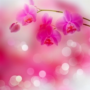 粉色兰花背景高清图片
