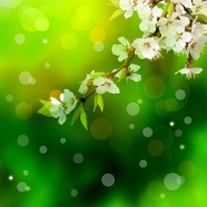 梅花花朵绿色背景图片
