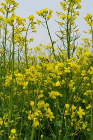 油菜花高清图片下载