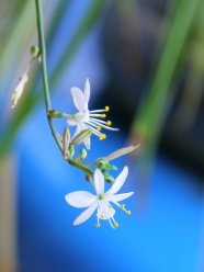 吊兰花开高清图片