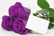 紫色的玫瑰花图片下载