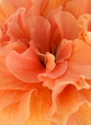 橙色花朵图片下载