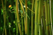 高清竹林图片下载