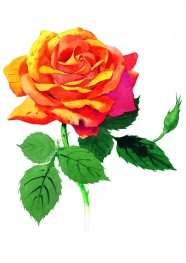 一支水彩画玫瑰花图片