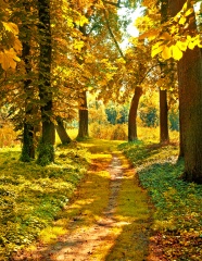 高清秋季树林图片