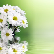 一束白色菊花高清图片
