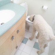 白色小狗喝水图片