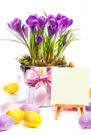 紫色水仙花图片下载
